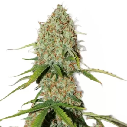 Florida Sunrise Feminized Seeds - Amount#6>12>24