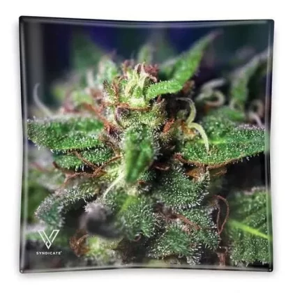 V Syndicate “Blue Dream” Glass Ashtray - Vape Store