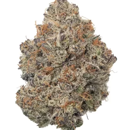 Super Lemon Cherry Gelato (Hybrid)