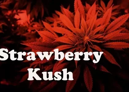Strawberry Kush Premium E-Liquid