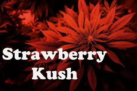 Strawberry Kush Premium E-Liquid
