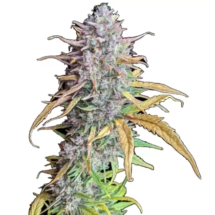 Strawberry Banana Feminized Seeds - Amount#6>12>24