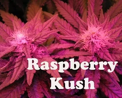 Raspberry Kush Premium E-Liquid
