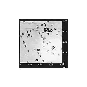AFM Gold Calibration Kit