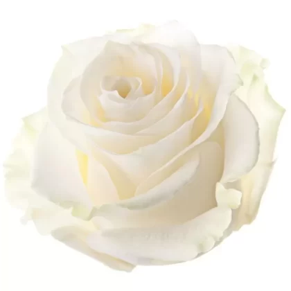 Rose Candy E-liquid
