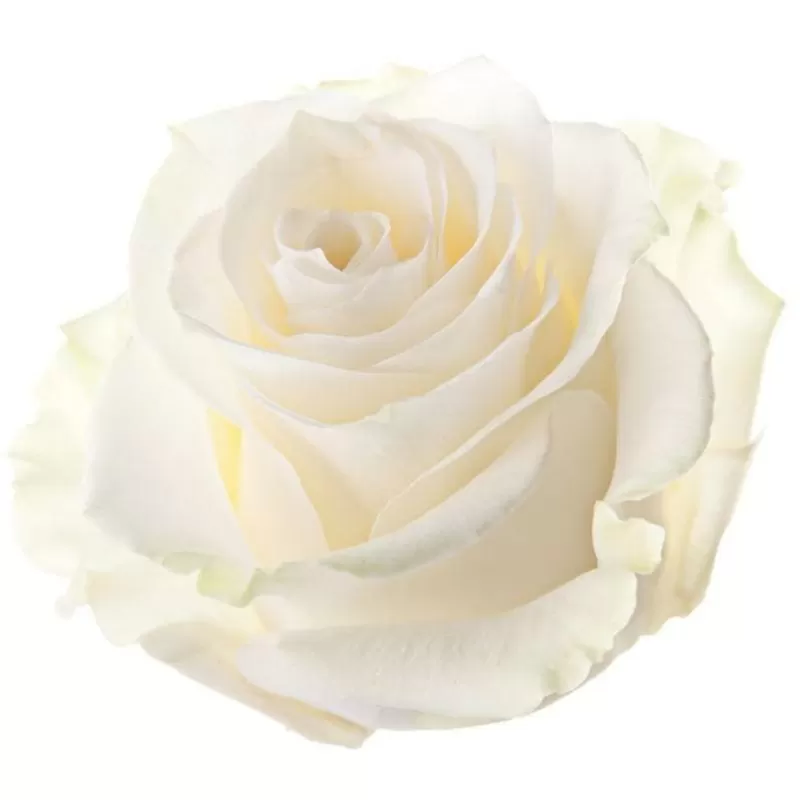 Rose Candy E-liquid