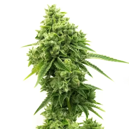 Super OG Kush Feminized Seeds – 5PK