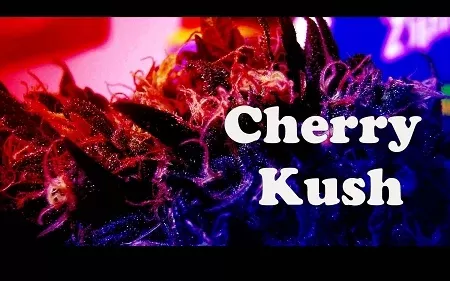 Cherry Kush Premium E-Liquid