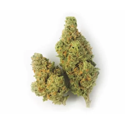Color Cannabis Blueberry Seagal