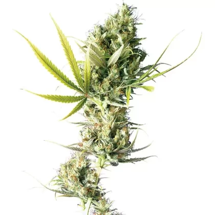 Durban Poison Autoflower Seeds - Amount#6>12>24