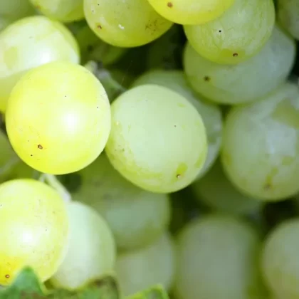 Grape Juice Vapour Days E-Liquid Juice - Vapourdays Co